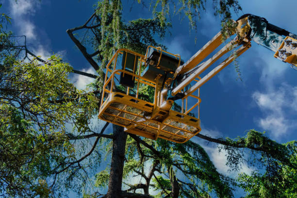 Why Choose Our Tree Removal Services in Patterson, CA?